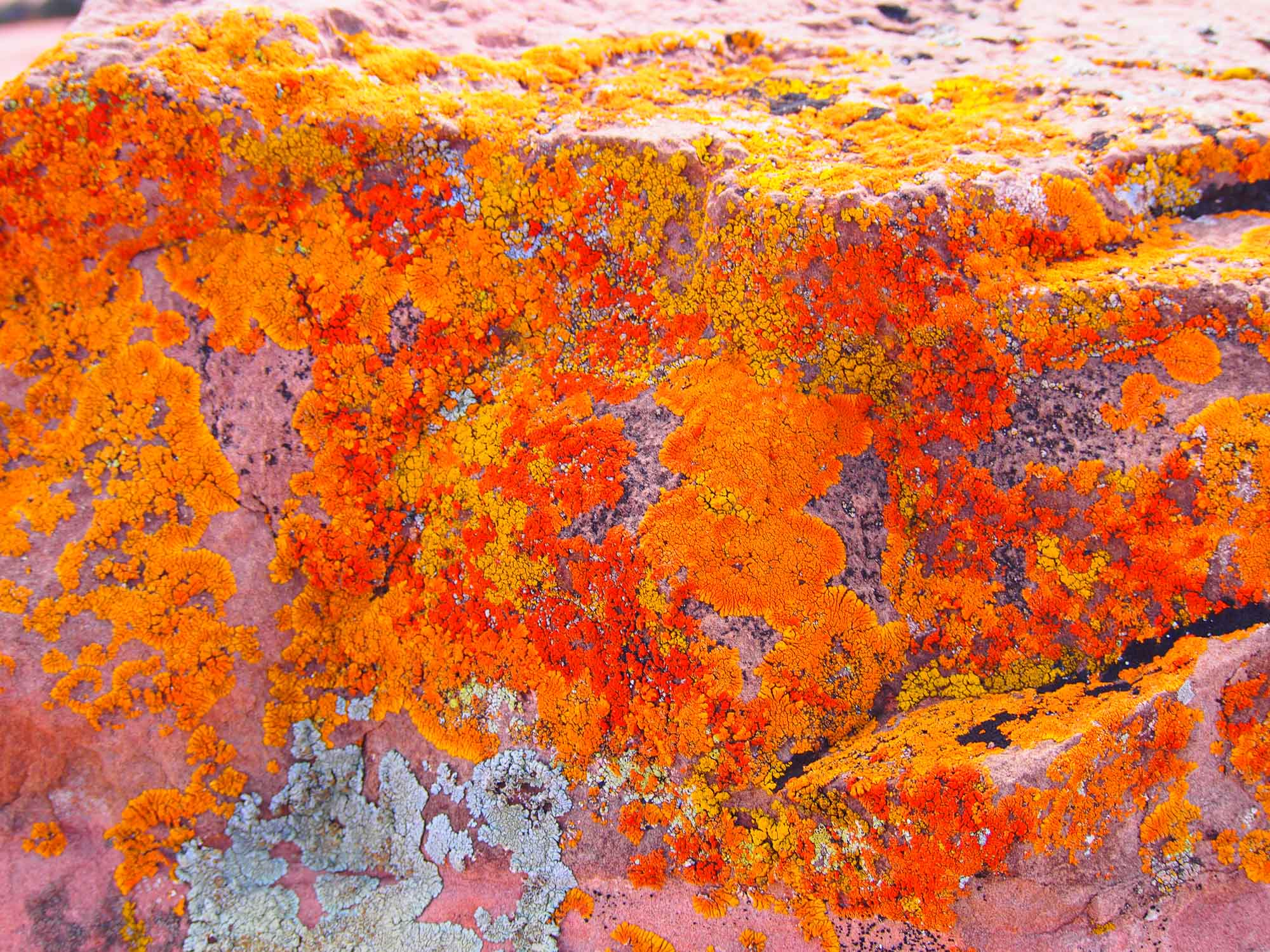 Orange Bloom Lichen