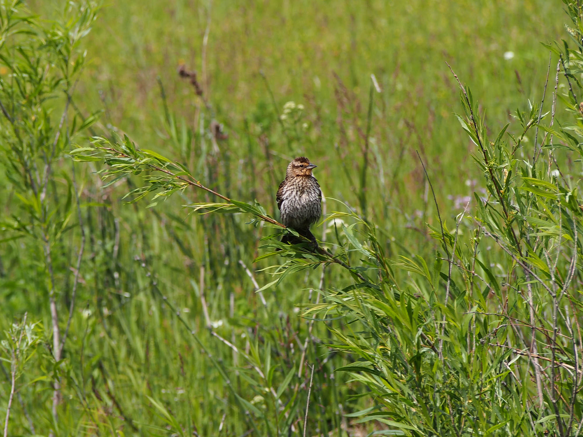 Bird Puff