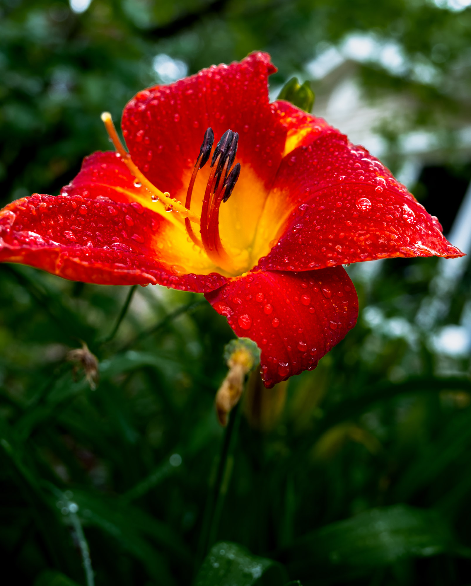 Crimson Lily with Water Drops