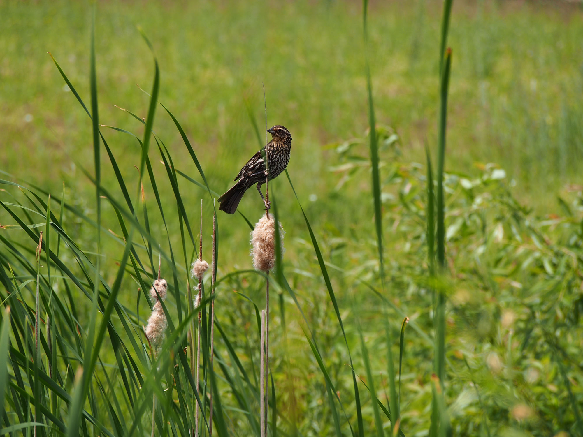 Cattail Finch at the Pond