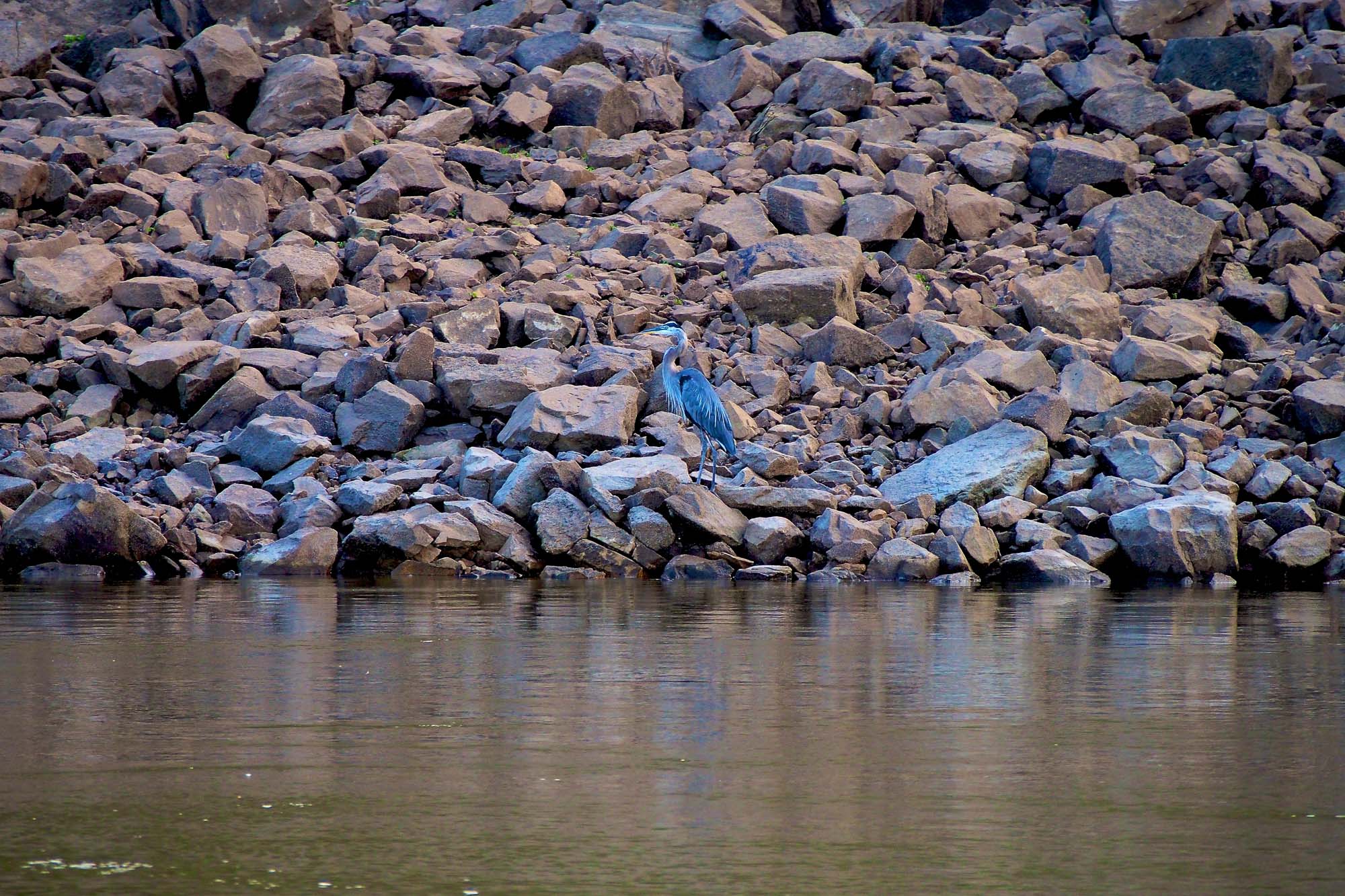 Great Blue Heron on the Rocks