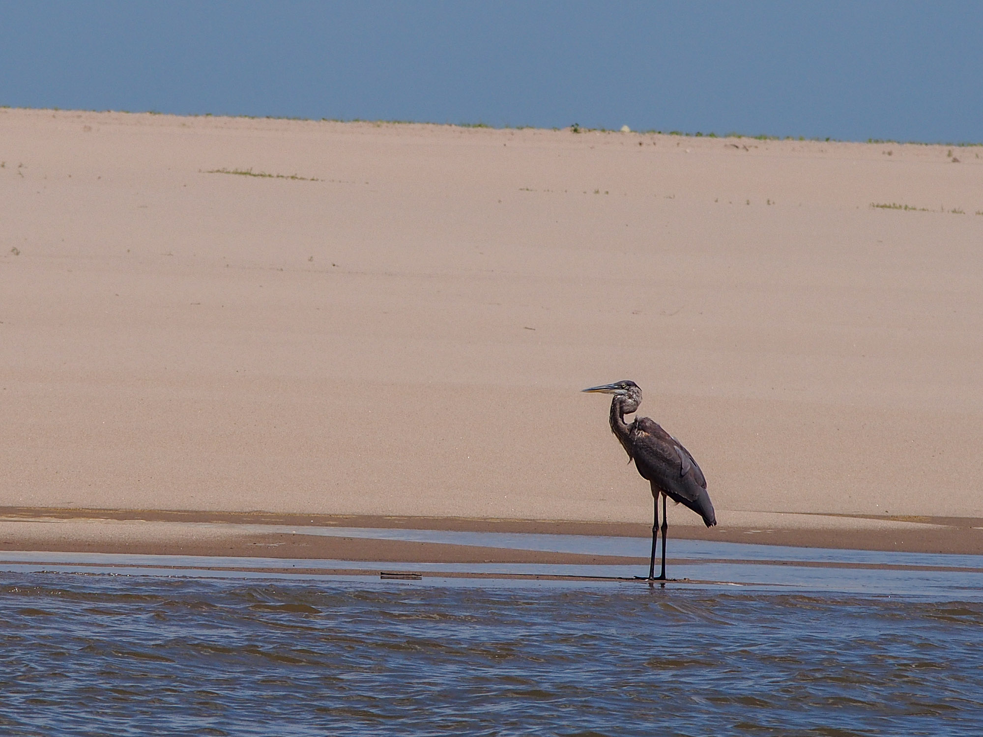 Great Blue Heron at the Sandbar