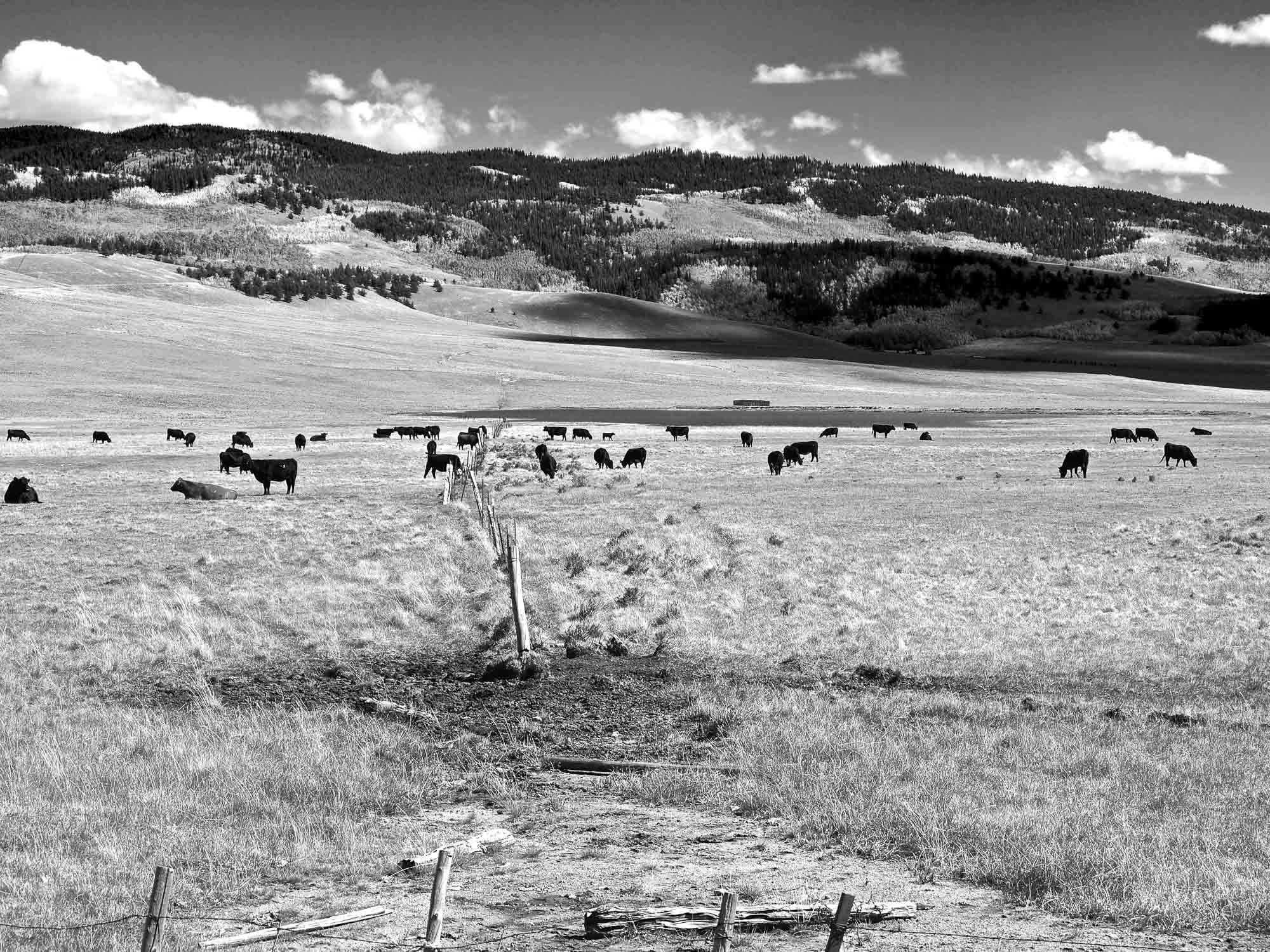 Mountain Range Cattle
