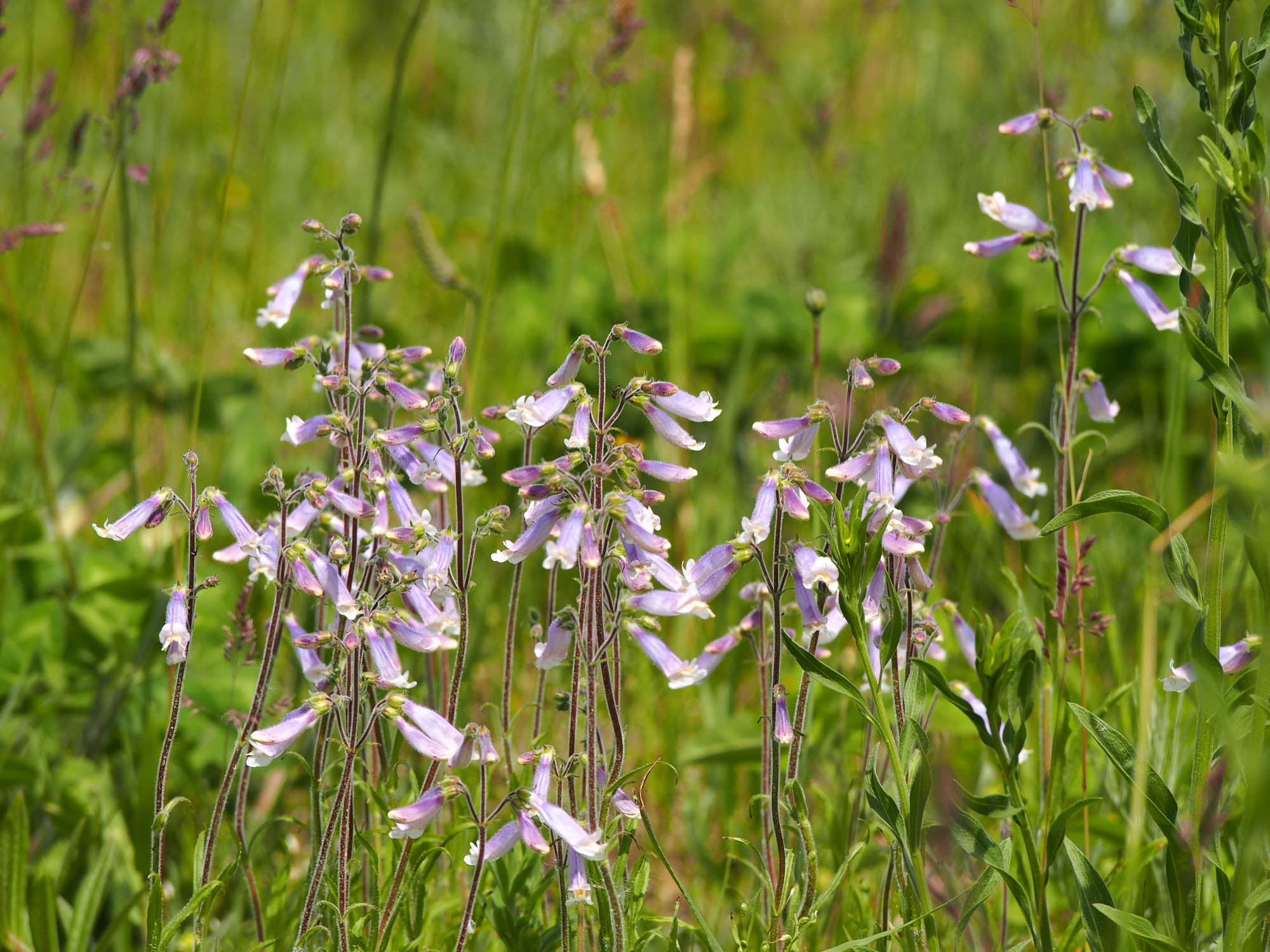 Group of Purple Flowers