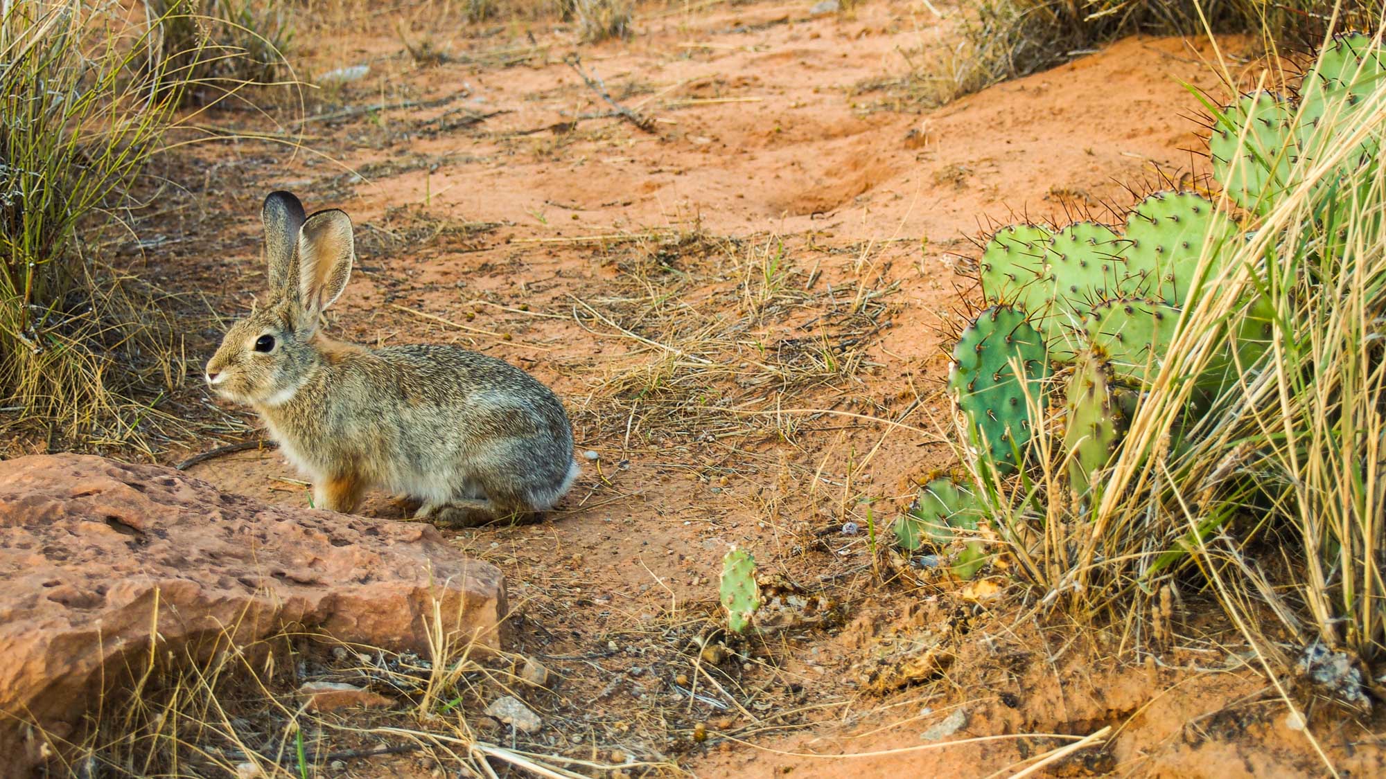 Rabbit with Cactus