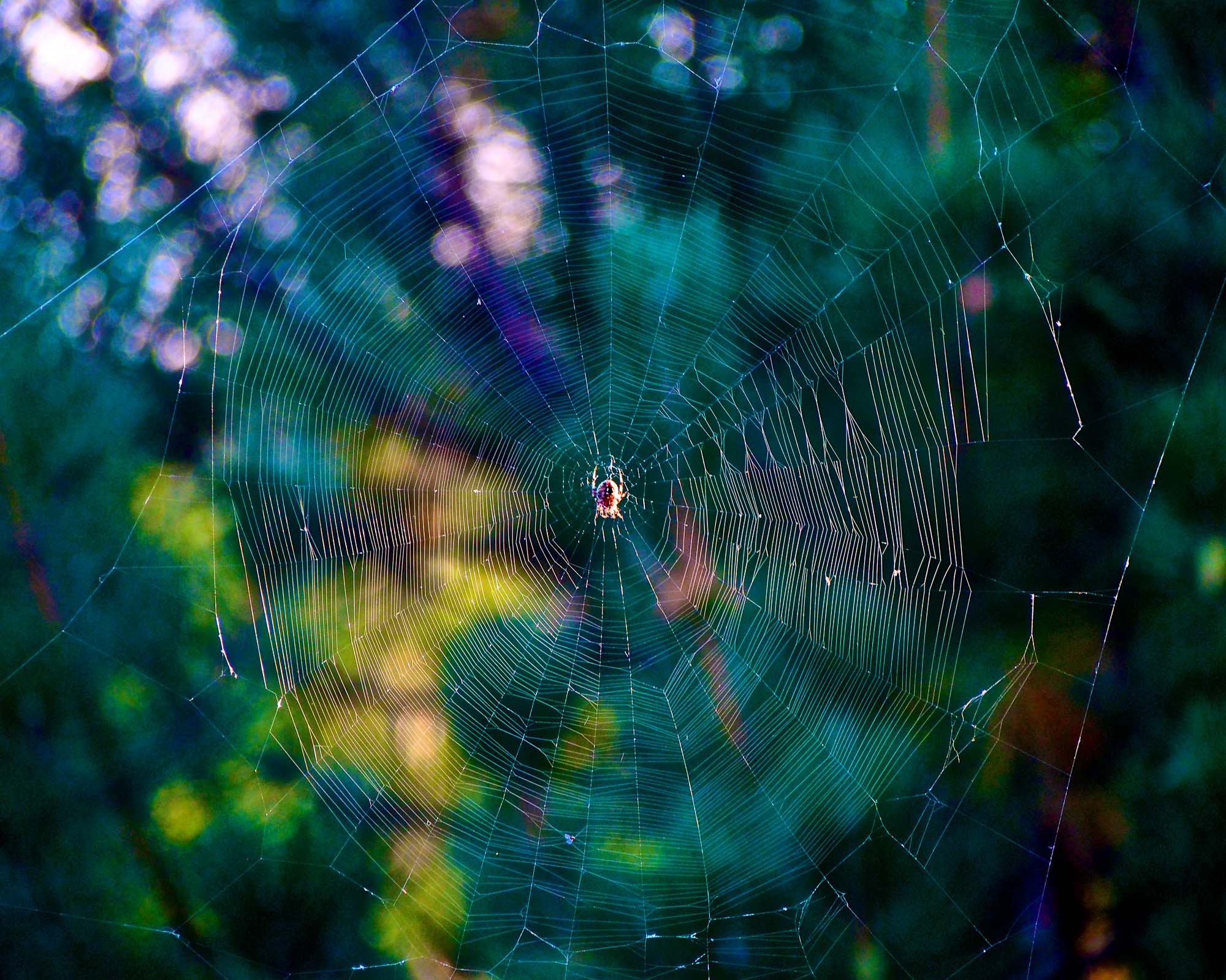 Spiderweb