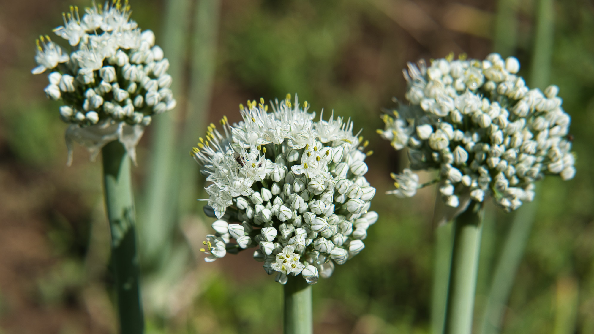 White Flowers